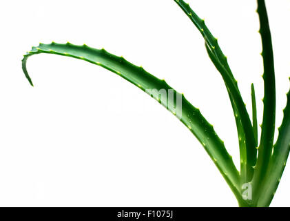 Aloe vera lascia isolato Foto Stock