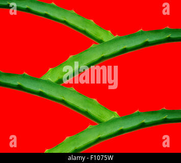 Aloe vera lascia isolato Foto Stock