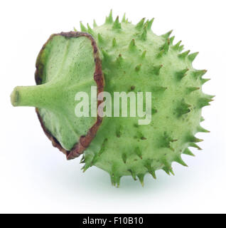 Medicinali frutta Datura su sfondo bianco Foto Stock