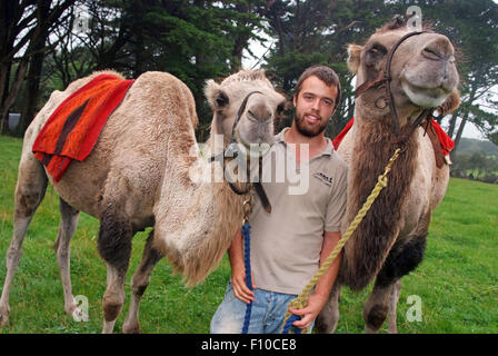 Cornovaglia cammelli,un trekking società posseduta da David Oates in Helston,Cornwall,UK,che offrono a dorso di cammello per il pubblico.un trek DEL REGNO UNITO Foto Stock