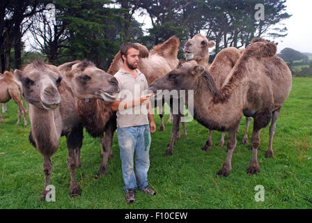 Cornovaglia cammelli,un trekking società posseduta da David Oates in Helston,Cornwall,UK,che offrono a dorso di cammello per il pubblico.un trek DEL REGNO UNITO Foto Stock