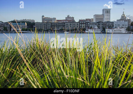 Verde erbe con il Savannah riverfront sfocati in background Foto Stock