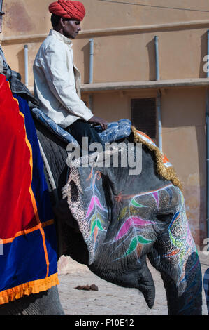 Jaipur, India; Forte Amber. Un mahout in turbante rosso cavalcate un elefante turistico luminosamente decorate con pitture cloured. Foto Stock