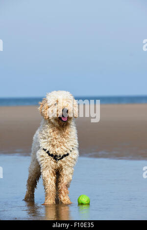 Labradoodle cane sulla spiaggia di Blackpool, Lancashire Foto Stock