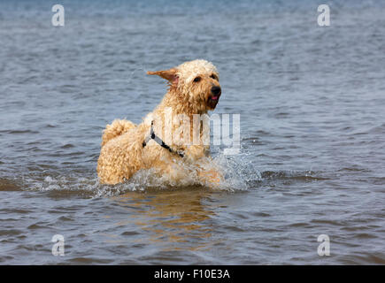 Labradoodle cane che corre in mare a Blackpool, Lancashire Foto Stock