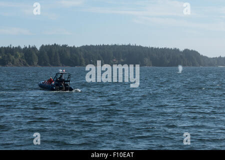 Avvistamento di Balene al largo dell'isola di Vancouver. Un Humpback Whale spume vicino a una veloce tipo zodiac whale watching nave. Foto Stock