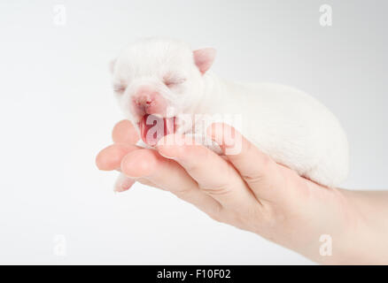 Sbadigliare cucciolo di Chihuahua giace sulla donna di mano Foto Stock