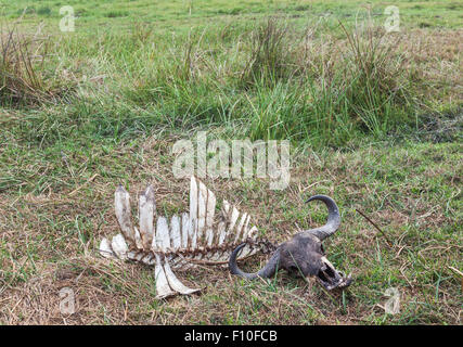 Pulire prelevato lo scheletro di un Africano bufali, Syncerus caffer, una grande attrazione cinque, Okavango Delta, nord Botswana, Sud Africa Foto Stock