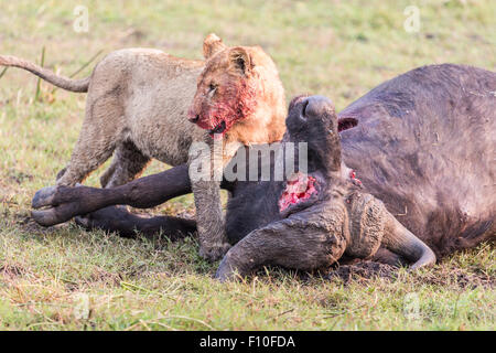 Insanguinato leonessa, Panthera leo, sangue sul viso, assaporerete la sua preda, recentemente ucciso Bufali, Syncerus caffer, Okavango Delta, nord Botswana Foto Stock