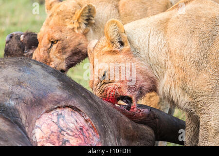Leonessa, Panthera leo, sangue sul viso, assaporerete recentemente ucciso Bufali, Syncerus caffer, Okavango Delta, nord Botswana Foto Stock