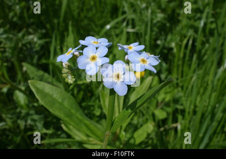 Fiore blu di acqua o vero dimenticare-me-non, Myosotis scorpioides, Berkshire, Giugno Foto Stock