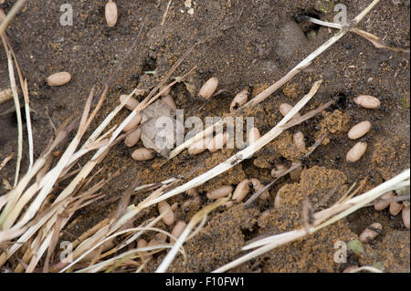 Esposti colonia di nero garden le formiche Lasius niger, con le pupe di battenti fuchi e immaturi queens, Giugno Foto Stock