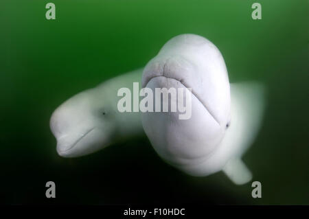 Sett. 26, 2009 - balene Beluga o balena bianca (Delphinapterus leucas) Mare del Giappone, Russky Island, Estremo Oriente, di Primorye, Primorsky Krai, Russia © Andrey Nekrasov/ZUMA filo/ZUMAPRESS.com/Alamy Live News Foto Stock