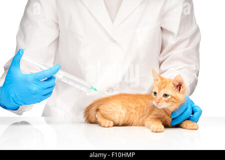 Il veterinario effettua una iniezione per un gatto con siringa su sfondo bianco Foto Stock