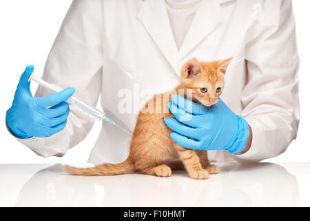 Il veterinario effettua una iniezione per un gatto con siringa su sfondo bianco Foto Stock