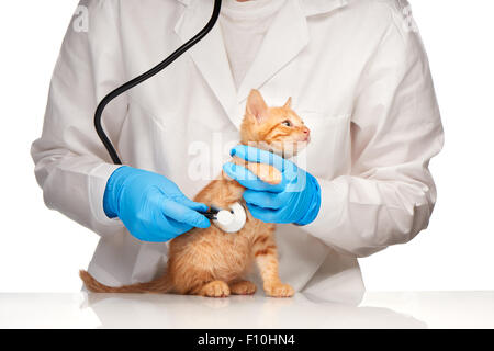 Medico Veterinario è fare un check up di una bella carino gattino con uno stetoscopio Foto Stock