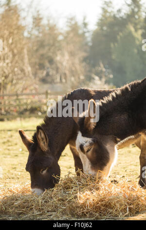 Due asini mangiare paglia in un campo. Foto Stock