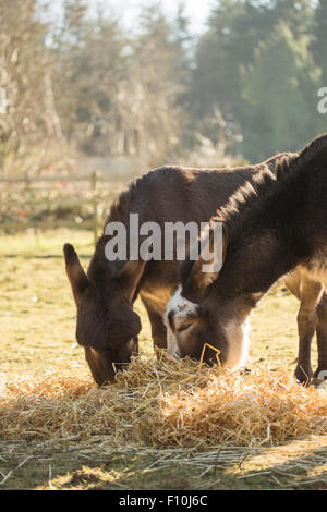 Due asini mangiare paglia in un campo. Foto Stock