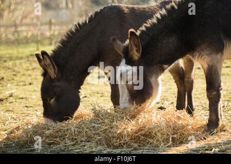 Due asini mangiare paglia in un campo. Foto Stock