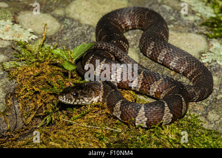 Acqua settentrionale Snake Foto Stock