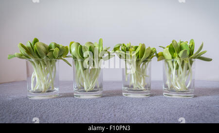 I germogli di semi di girasole in vetreria Foto Stock