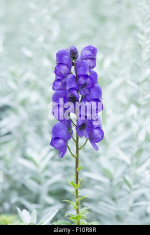 Aconitum "scettro blu". Monkshood nana. Aconitum fiore Foto Stock