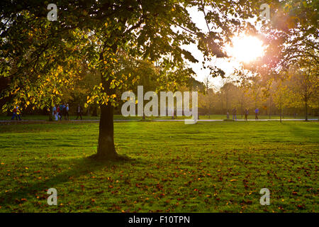 La luce del sole attraverso gli alberi di Hyde Park in autunno Foto Stock