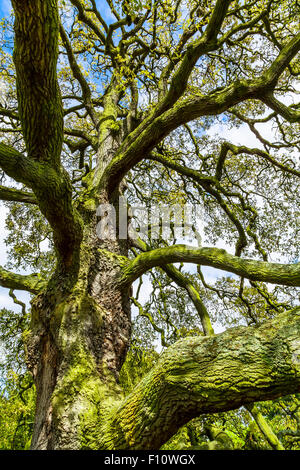 Primo piano di un vecchio albero ricoperte da alghe Foto Stock