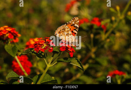 Dipinto di lady butterlfy sui fiori di lantana camara Foto Stock