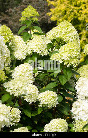 Crema di colore verdastro fiori sterili nelle teste della tarda fioritura Hydrangea paniculata 'Limelight' Foto Stock