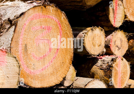 Silvicoltura registri legno Exmoor Devon Foto Stock