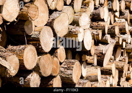 Silvicoltura registri legno Exmoor Devon Foto Stock