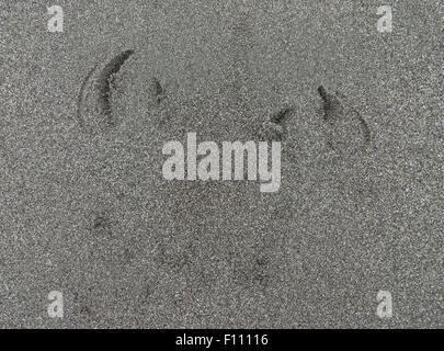 Una coppia di Pacific Loon tracce nella sabbia. Foto Stock