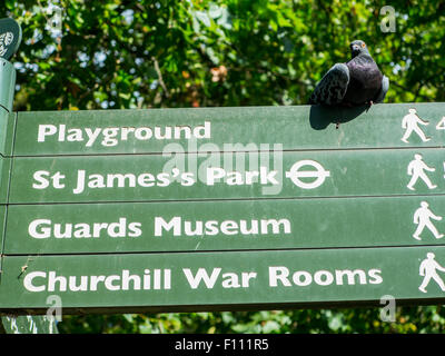 Un piccione coperto sign in St James Park Foto Stock