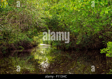 La Caroni Swamp è designato un santuario della fauna selvatica è situata alla foce del fiume Caroni, il più grande fiume in Trinidad. Foto Stock