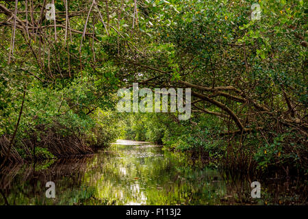 La Caroni Swamp è designato un santuario della fauna selvatica è situata alla foce del fiume Caroni, il più grande fiume in Trinidad. Foto Stock