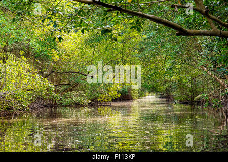 La Caroni Swamp è designato un santuario della fauna selvatica è situata alla foce del fiume Caroni, il più grande fiume in Trinidad. Foto Stock