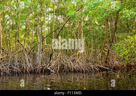 La Caroni Swamp è designato un santuario della fauna selvatica è situata alla foce del fiume Caroni, il più grande fiume in Trinidad. Foto Stock