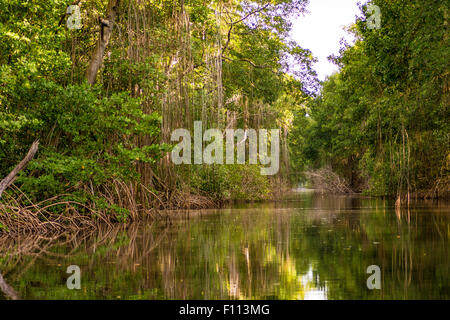 La Caroni Swamp è designato un santuario della fauna selvatica è situata alla foce del fiume Caroni, il più grande fiume in Trinidad. Foto Stock