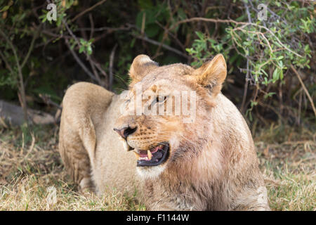 African Safari big five: adulto leonessa (Panthera leo), femmina lion, a riposo sotto un cespuglio, Okavango Delta, Botswana, Sud Africa Foto Stock