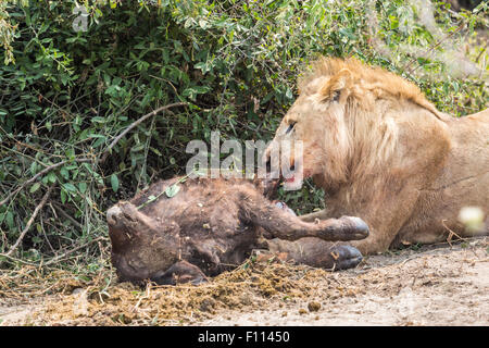 Lion (Panthera leo) assaporerete recentemente ucciso Cape buffalo (Syncerus caffer) di vitello, Okavango Delta, Botswana, Sud Africa Foto Stock