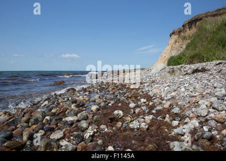 Le alghe, spiaggia rocciosa, Morena e cliff Voderup Klint ad Aero, Danimarca Foto Stock