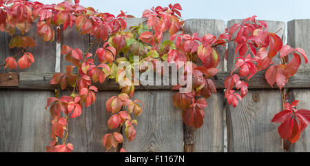 Vista ravvicinata di colorate rosse foglie di Virginia il superriduttore sulla parte superiore della fila di recinzione in legno. Foto Stock