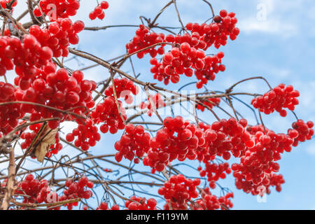 Pallon di maggio i frutti di bosco in autunno su sfondo cielo Foto Stock