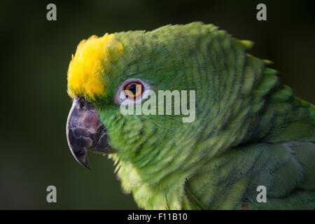 Primo piano del giallo coronata amazon parrot dell America del Sud Foto Stock