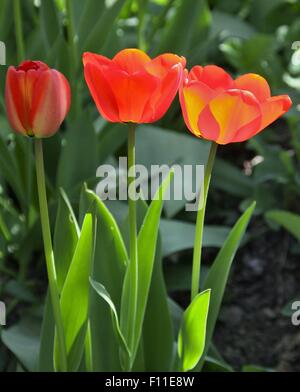 Tre rossi e tulipani gialli risplendono al sole Foto Stock