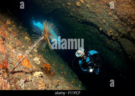 Sommozzatore in una grotta con lampada, guardando una ventola worm (Sabella spallanzanii), CORFU, ISOLE IONIE, Mare mediterraneo, Grecia Foto Stock