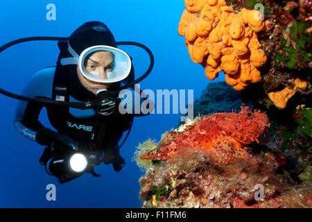 Sommozzatore osservando un red scorfani (Scorpaena scrofa) e una spugna (Agelas oroides), CORFU, ISOLE IONIE, Mare Mediterraneo Foto Stock