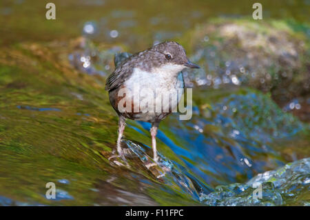 Bianco-throated bilanciere (Cinclus cinclus), giovane uccello, non ancora completamente colorata, Germania Foto Stock