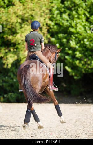 Hanoverian Horse rider esecuzione di metà-pass Foto Stock